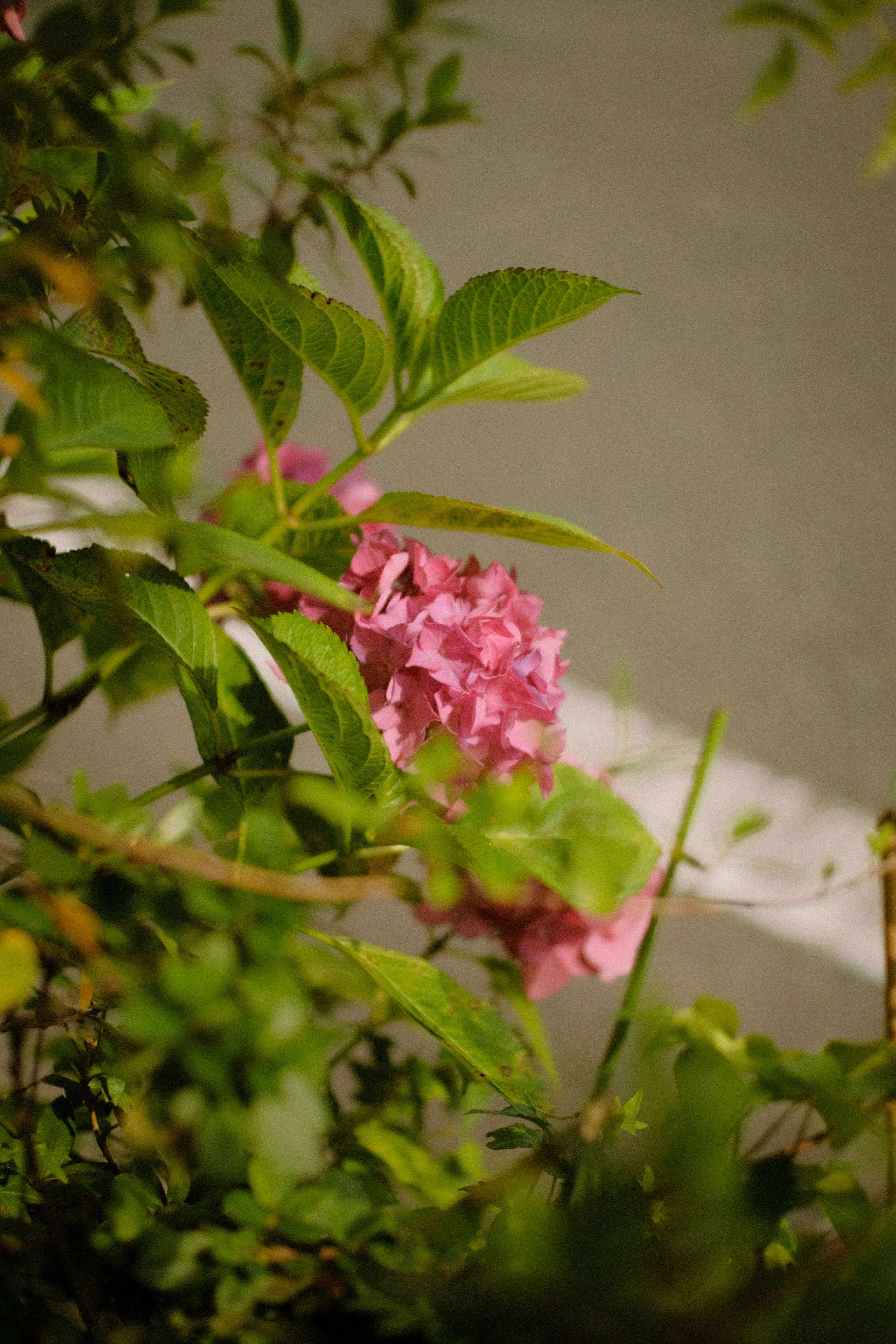 pink flower with green leaves